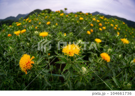 魚眼レンズで写すべに花畑 魚眼レンズで写すべに花畑 104661736
