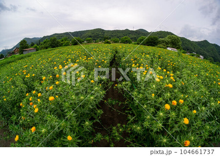魚眼レンズで写すべに花畑 魚眼レンズで写すべに花畑 104661737
