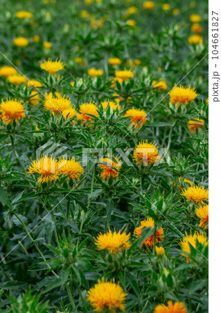 山形県の花べに花 山形県の花べに花 104661827