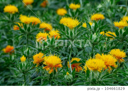 山形県の花べに花 104661829