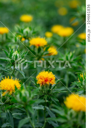 山形県の花べに花 山形県の花べに花 104661836