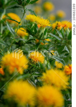 べに花 べに花 104661899