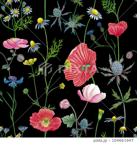 Wildflowers seamless pattern with poppy camomile, cornflower, eryngium, ranunculus, anemone flowers. Hand drawn illustration isolated on black 104661947