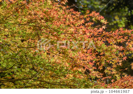 花貫渓谷のモミジの紅葉 花貫渓谷のモミジの紅葉 104661987