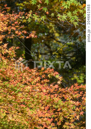 花貫渓谷のモミジの紅葉 104661988