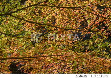 花貫渓谷のモミジの紅葉 104661989