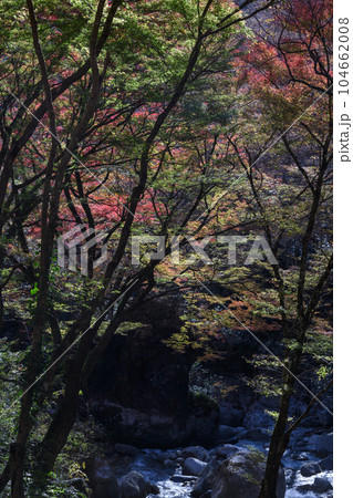 秋の花貫渓谷 104662008