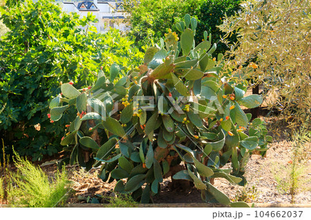 Prickly pear cactus (Opuntia ficus-indica) in a garden 104662037