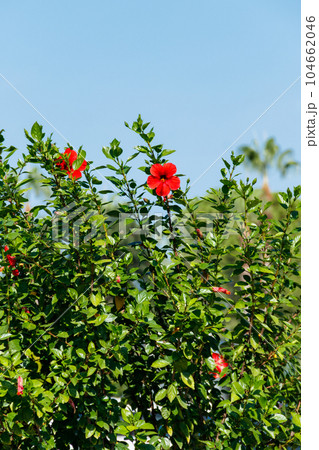 Red Hibiscus flowers (China rose, Chinese hibiscus, Hawaiian hibiscus) in the tropical garden 104662046