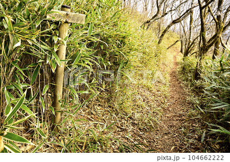道志山塊の日向峰山頂に至る道 道志山塊の日向峰山頂に至る道 104662222