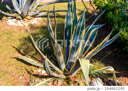 Agave tequilana, commonly called blue agave (agave azul) or tequila agave Agave tequilana, commonly called blue agave (agave azul) or tequila agave 104662295