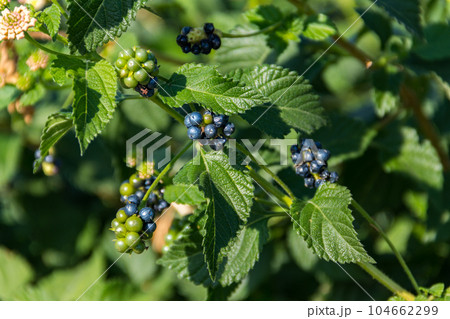 Fruits of Lantana camara (common lantana) plant 104662299