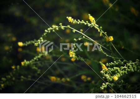 山野草　金水引の花咲く 104662515