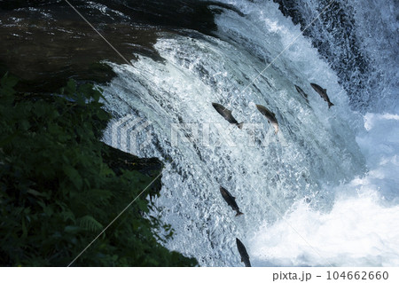 滝登りするサクラマス 104662660