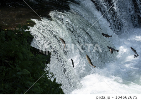 滝登りするサクラマス 104662675