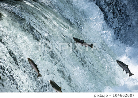 滝登りするサクラマス 104662687