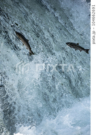 滝登りするサクラマス 滝登りするサクラマス 104662691