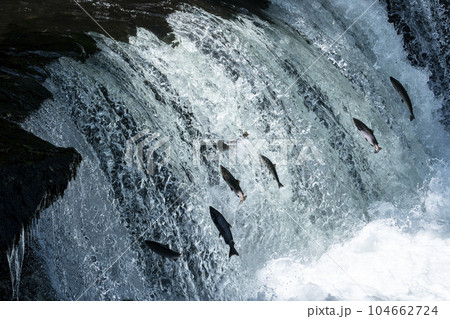 滝登りするサクラマス 104662724