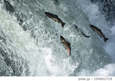 滝登りするサクラマス 104662728