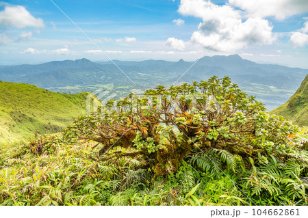 Mount Pelee green volcano hillside panorama with tropical tree in foreground, Martinique, West Indies, French overseas department Mount Pelee green volcano hillside panorama with tropical tree in foreground, Martinique, West Indies, French overseas department 104662861