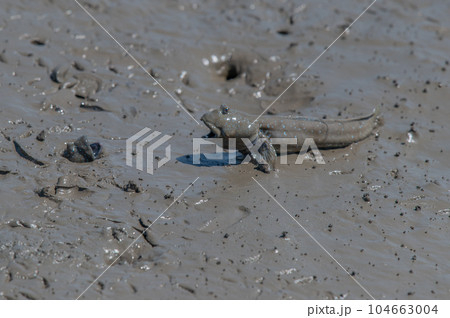 有明海　干潟の風景 104663004