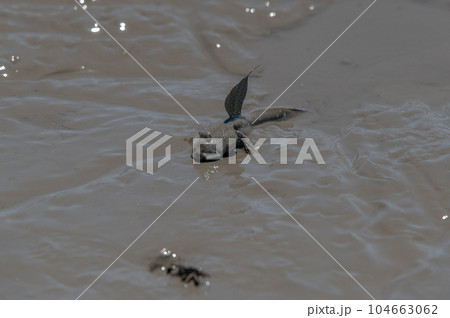 有明海 干潟の風景 有明海 干潟の風景 104663062