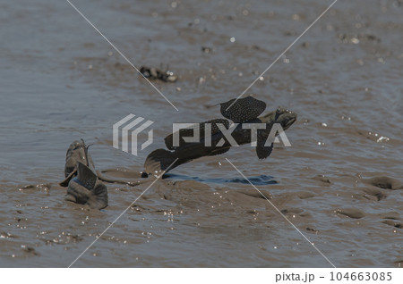 有明海　干潟の風景 104663085