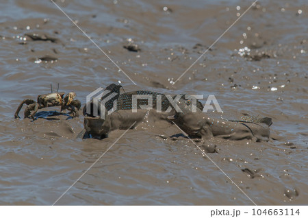 有明海　干潟の風景 104663114