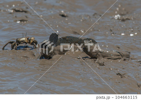 有明海　干潟の風景 104663115
