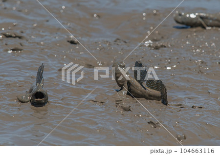 有明海 干潟の風景 有明海 干潟の風景 104663116