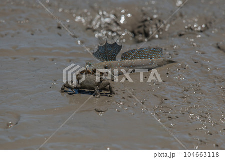 有明海　干潟の風景 104663118