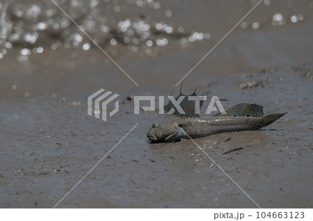 有明海　干潟の風景 104663123