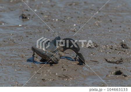 有明海　干潟の風景 104663133