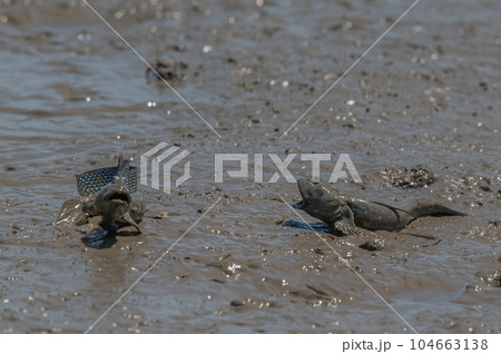 有明海 干潟の風景 有明海 干潟の風景 104663138