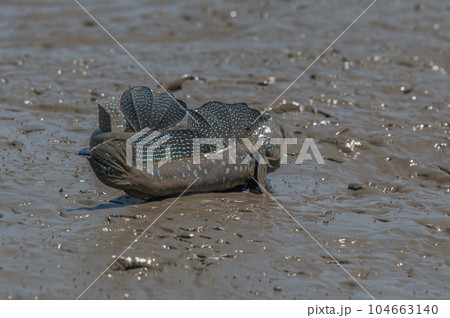 有明海　干潟の風景 104663140