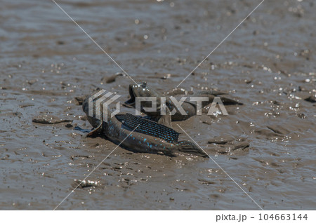 有明海 干潟の風景 有明海 干潟の風景 104663144