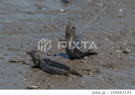 有明海 干潟の風景 有明海 干潟の風景 104663145