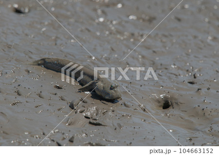 有明海　干潟の風景 104663152