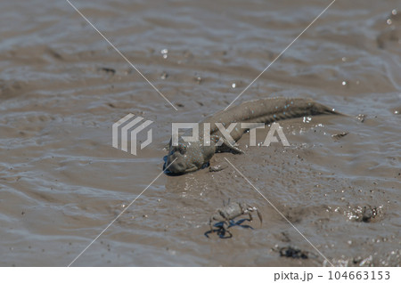 有明海　干潟の風景 104663153