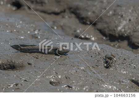 有明海　干潟の風景 104663156