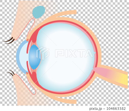 Structure of the eye Cross-sectional view Medicine Structure of the eye Cross-sectional view Medicine 104663382