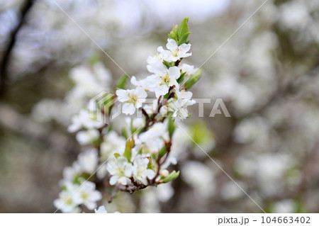 ピラカンサスの花 104663402