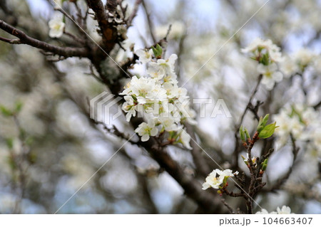ピラカンサスの花 ピラカンサスの花 104663407