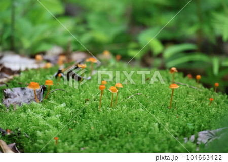 緑の苔の中に茶色のきのこがたくさん生えている風景 104663422