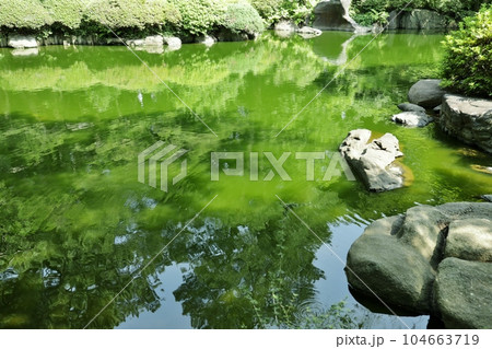 庭園美術館の日本庭園の池 104663719