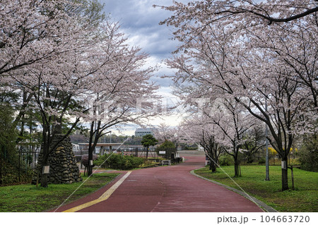 桜咲く頃の狭山公園　堤防口から北側を望む 104663720