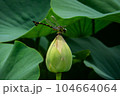 蓮のつぼみとオニヤンマ 104664064