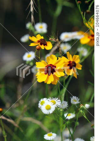 黄色と茶色のハルシャギクと白いハルジオンの花（マクロレンズ使用・屋外自然光・接写写真） 104664076