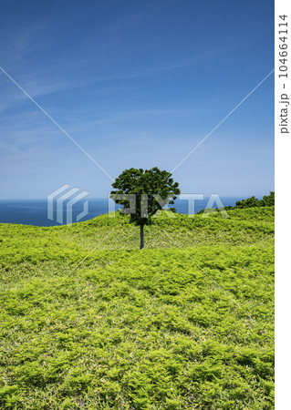 初夏の草原と青い空 104664114