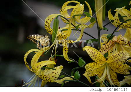 オニユリとアゲハ蝶 104664115